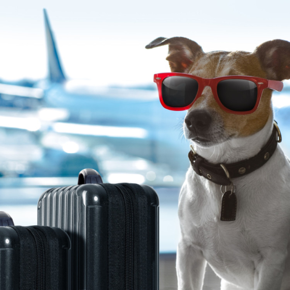 EU menja pravila putovanja sa kućnim ljubimcima: Značajne promene