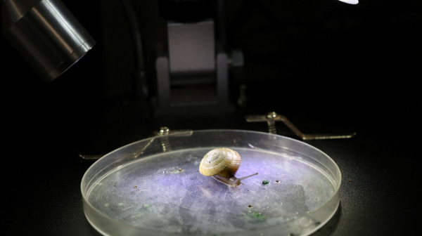 Neverovatan poduhvat naučnika: Spasili vrstu od izumiranja FOTO