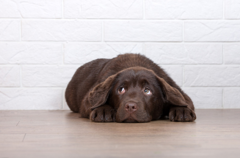 Žena nabavila psa za emocionalnu podršku: Ispostavilo se da je i on anksiozan VIDEO