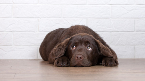 Uvedena jedinstvena mera: Na bolovanje i kada vam se razboli kućni ljubimac