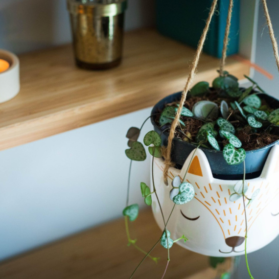 Ne traži ništa, a daje sve: Ova biljka unosi sreću i blagostanje u dom, a održava se lako