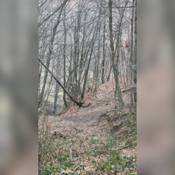 Lovci tragali za divljom svinjom pa snimili nešto što se retko viđa: Razgalili srca mnogih VIDEO