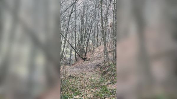 Lovci tragali za divljom svinjom pa snimili nešto što se retko viđa: Razgalili srca mnogih VIDEO