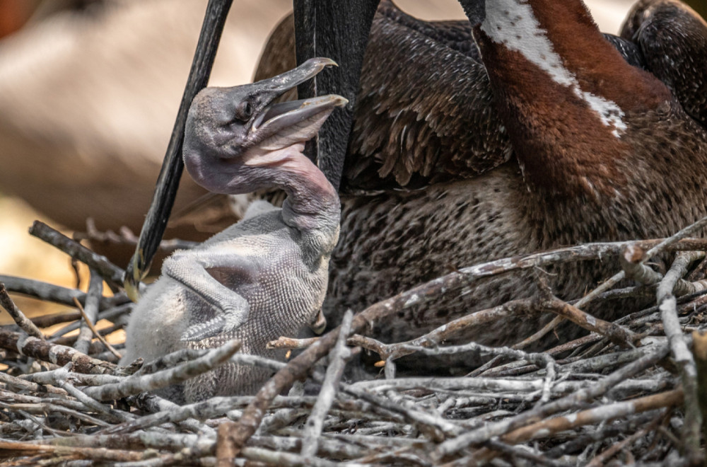 Pogledajte ovu bebu: Ona je trenutno najmlađi stanovnik Beo zoo vrta FOTO/VIDEO