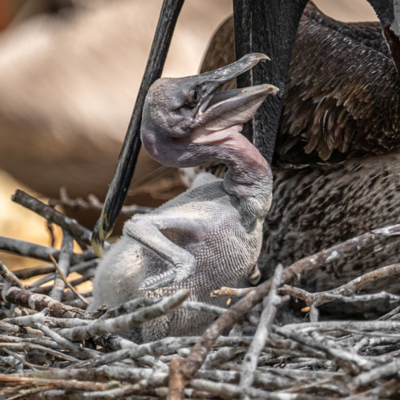 Pogledajte ovu bebu: Ona je trenutno najmlađi stanovnik Beo zoo vrta FOTO/VIDEO
