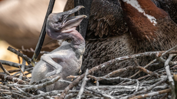 Pogledajte ovu bebu: Ona je trenutno najmlađi stanovnik Beo zoo vrta FOTO/VIDEO