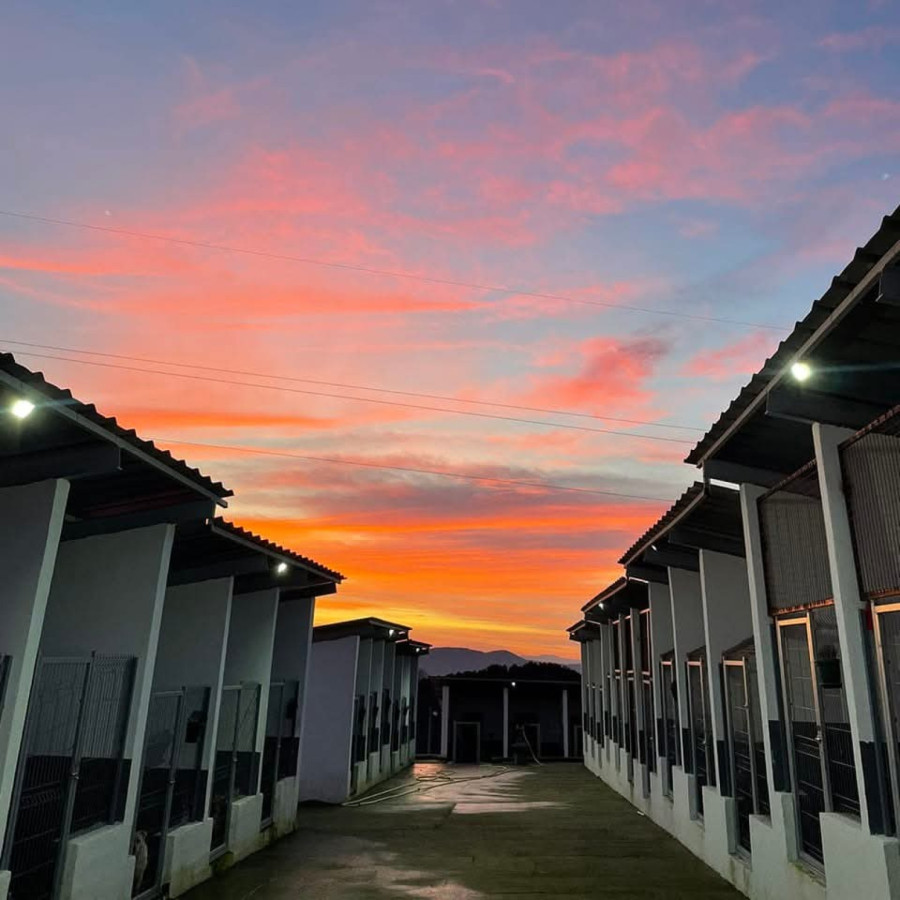 Sistem koji daje rezultate: Aranđelovac smanjio broj napuštenih pasa na ulicama