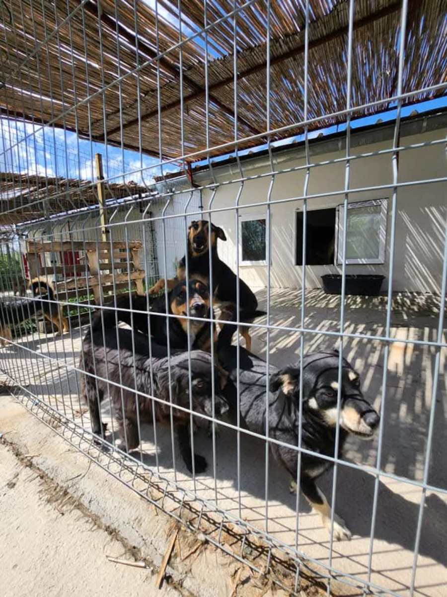 Sistem koji daje rezultate: Aranđelovac smanjio broj napuštenih pasa na ulicama