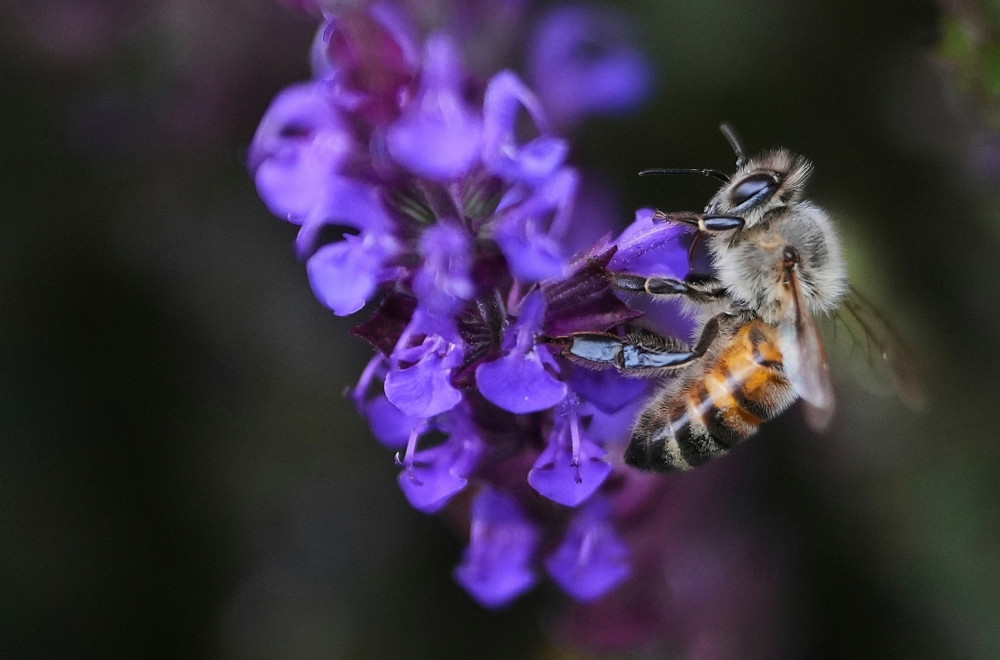 Sve je manje pčela: Zameniće ih roboti?