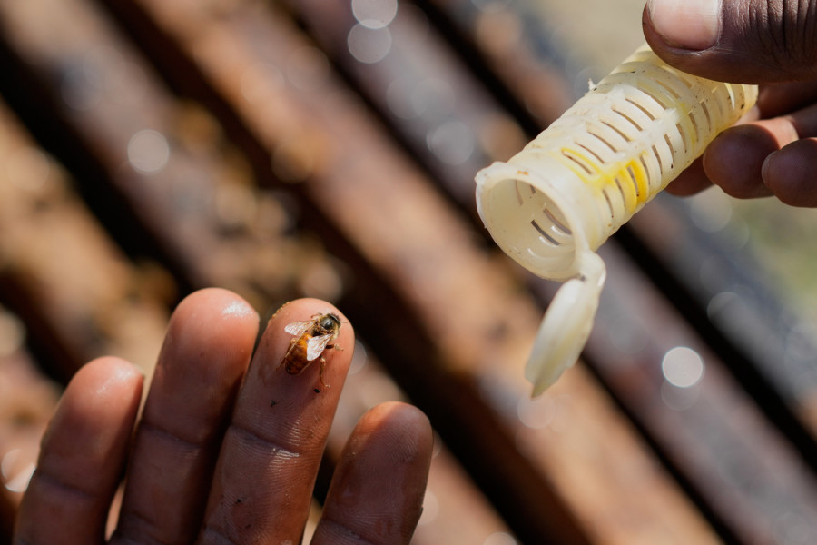 Sve je manje pčela: Zameniće ih roboti?