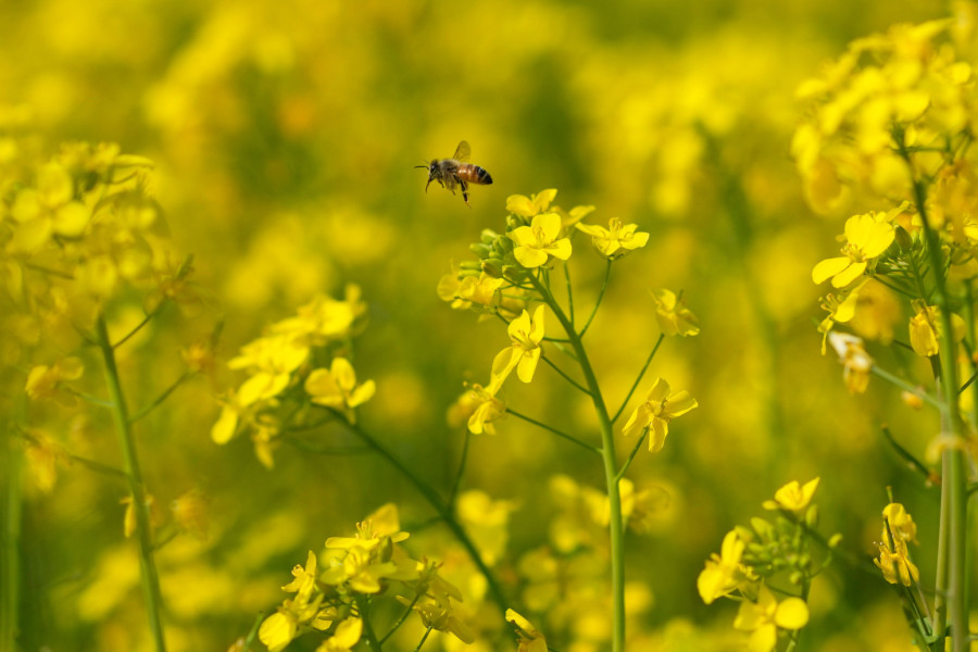 Sve je manje pčela: Zameniće ih roboti?