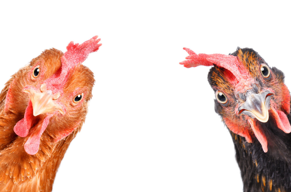 Vlasnica petla dobila opomenu zbog narušavanja javnog reda