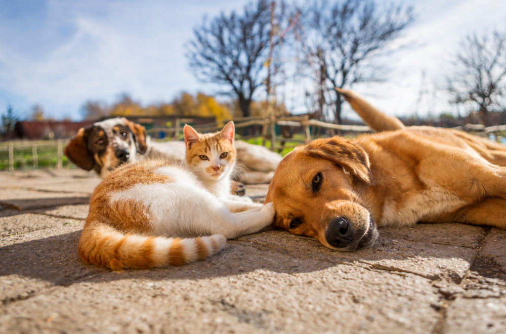 Podgorica zabranjuje razmnožavanje pasa i mačaka do 2030: Stroge kazne za prekršaje