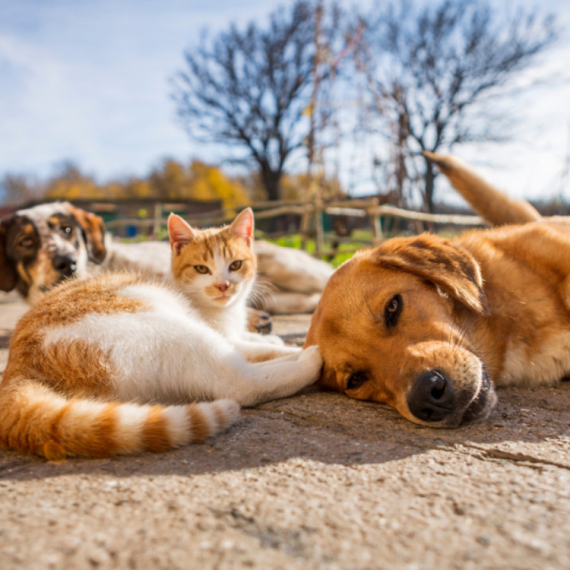 Podgorica zabranjuje razmnožavanje pasa i mačaka do 2030: Stroge kazne za prekršaje