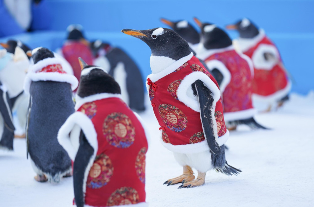 Pingvini obučeni u narodnu nošnju obeležili dolazak Kineske nove godine VIDEO