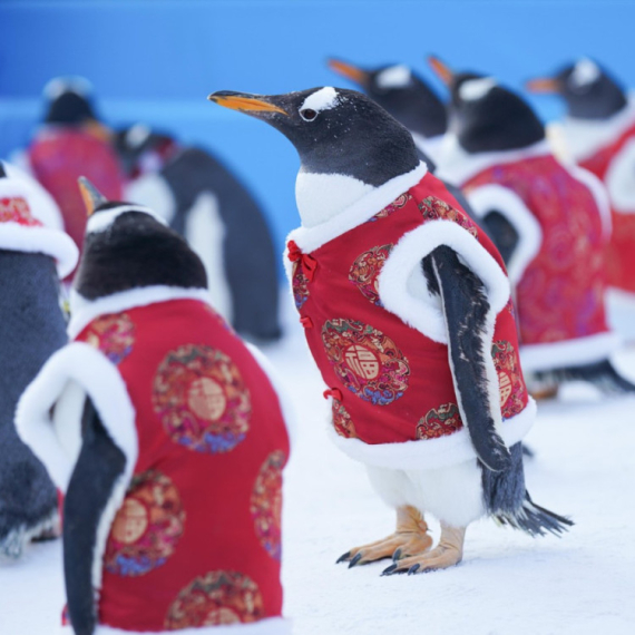 Pingvini obučeni u narodnu nošnju obeležili dolazak Kineske nove godine VIDEO