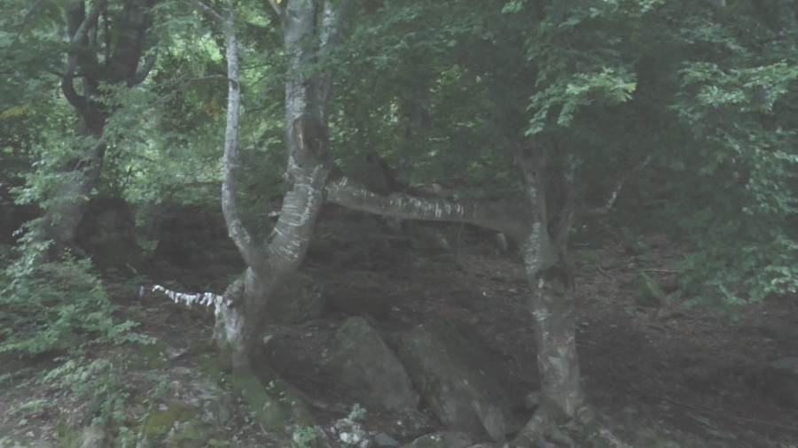 Ovde parovi učvršćuju ljubav: Posebno mesto u srpskom selu mnogi smatraju čarobnim FOTO