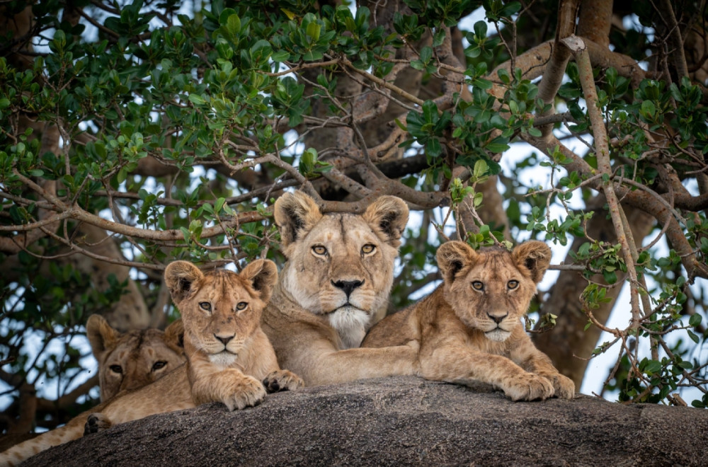 Fosilni ostaci lavova pronađeni tamo gde se to najmanje očekivalo FOTO