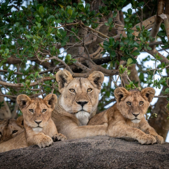 Fosilni ostaci lavova pronađeni tamo gde se to najmanje očekivalo FOTO