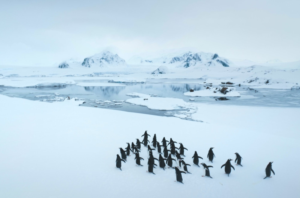 Smrtonosni grip preti fauni: Naučnici upozoravaju na razorne posledice