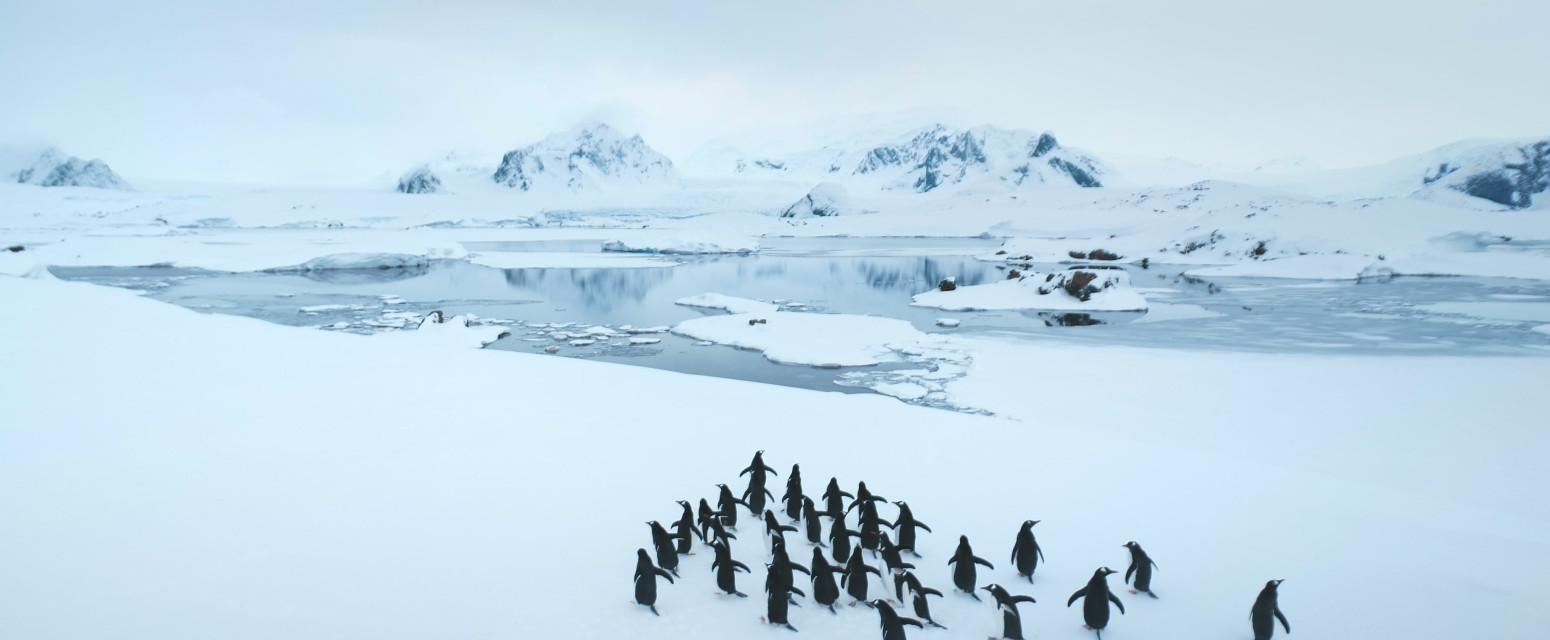 Srpska blogerka na Antarktiku: Susret sa pingvinima i netaknutom prirodom FOTO/VIDEO