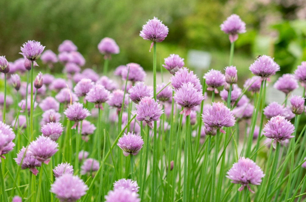 Čuva vid, pamćenje i kosti, štiti od raka: Divlja biljka zlata vredna FOTO