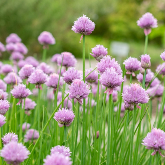 Čuva vid, pamćenje i kosti, štiti od raka: Divlja biljka zlata vredna FOTO