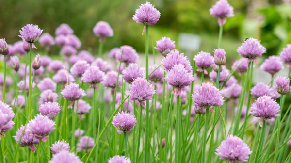 Čuva vid, pamćenje i kosti, štiti od raka: Divlja biljka zlata vredna FOTO