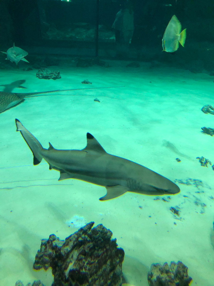 Blokaderi žele da uskrate deci u Srbiji ono što ima ceo svet: Ovako izgledaju akvarijumi u metropolama