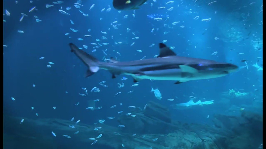 Blokaderi žele da uskrate deci u Srbiji ono što ima ceo svet: Ovako izgledaju akvarijumi u metropolama