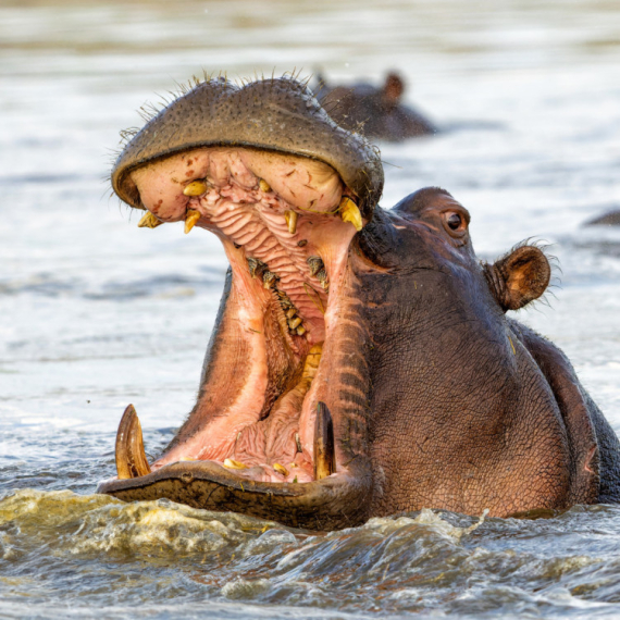 Preživeo je nemoguće: "Nilski konj me celog progutao, zdrobio mi je grudi"