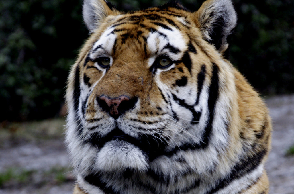 Tajland: U jednom privatnom parku uginula 72 tigra od virusa kuge