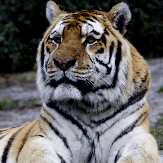 Tajland: U jednom privatnom parku uginula 72 tigra od virusa kuge