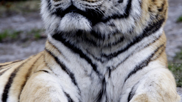 Tajland: U jednom privatnom parku uginula 72 tigra od virusa kuge