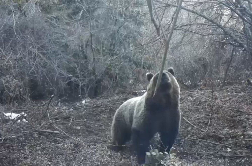 Neverovatan prizor na Tari: Medvedi se probudili iz zimskog sna, a jedan svratio na ručak FOTO
