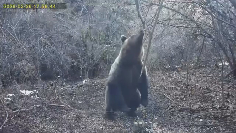 Neverovatan prizor na Tari: Medvedi se probudili iz zimskog sna, a jedan svratio na ručak FOTO