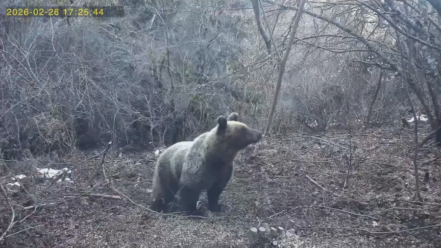 Neverovatan prizor na Tari: Medvedi se probudili iz zimskog sna, a jedan svratio na ručak FOTO