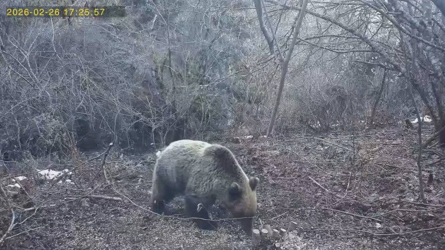 Neverovatan prizor na Tari: Medvedi se probudili iz zimskog sna, a jedan svratio na ručak FOTO