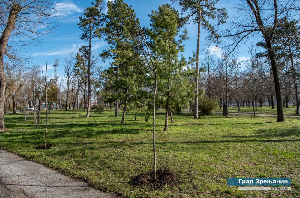 Druga faza rekonstrukcije Karađorđevog parka: Zasađeno 180 novih sadnica FOTO