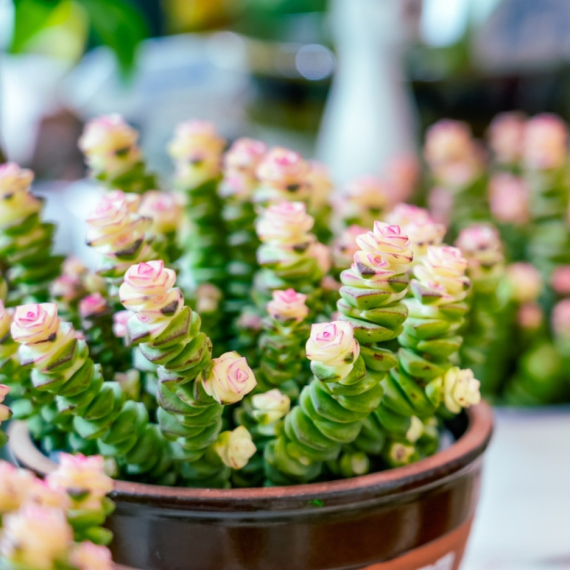 Što više cvetova – više i blagostanja: Drvo novca će bujati uz ovaj kuhinjski sastojak