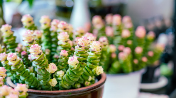 Što više cvetova – više i blagostanja: Drvo novca će bujati uz ovaj kuhinjski sastojak