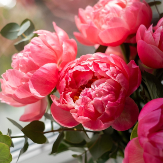 Ova prelepa biljka ženama donosi sreću, a cvetaće narednih 15 godina: Evo kako da je negujete