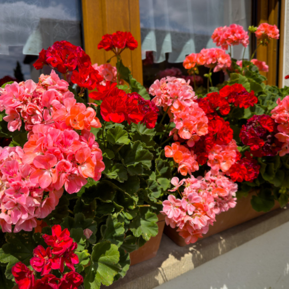 Koje cveće možete izneti napolje, a koje mora još da sačeka? FOTO