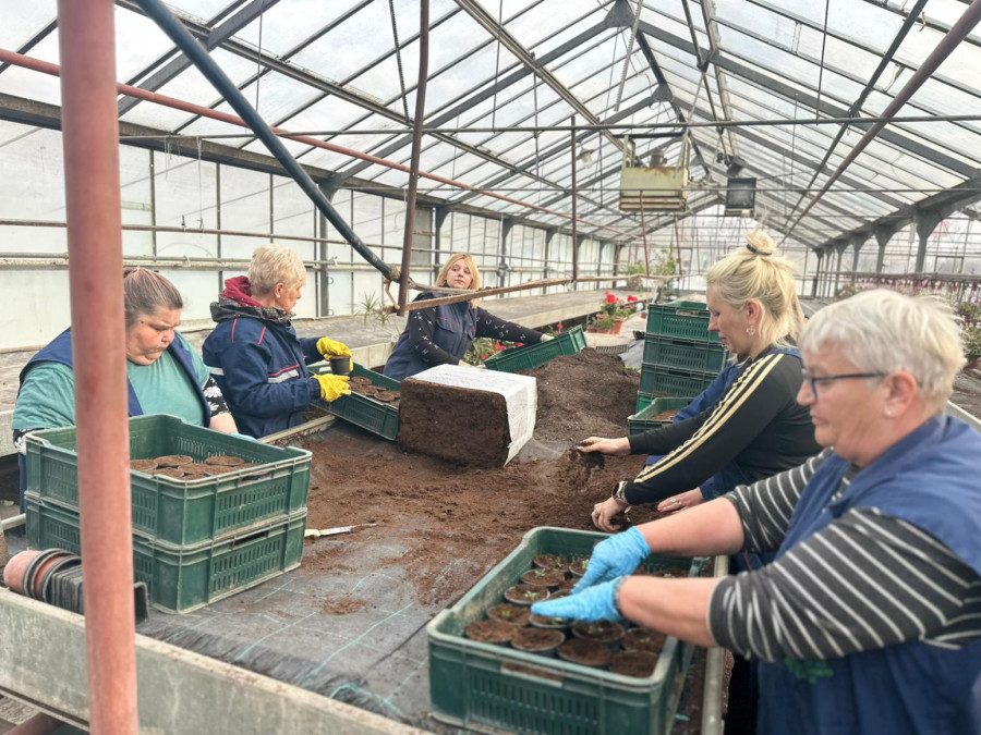Čačak dočekuje proleće u punom cvatu: Spremaju se sadnice koje će ulepšati grad FOTO