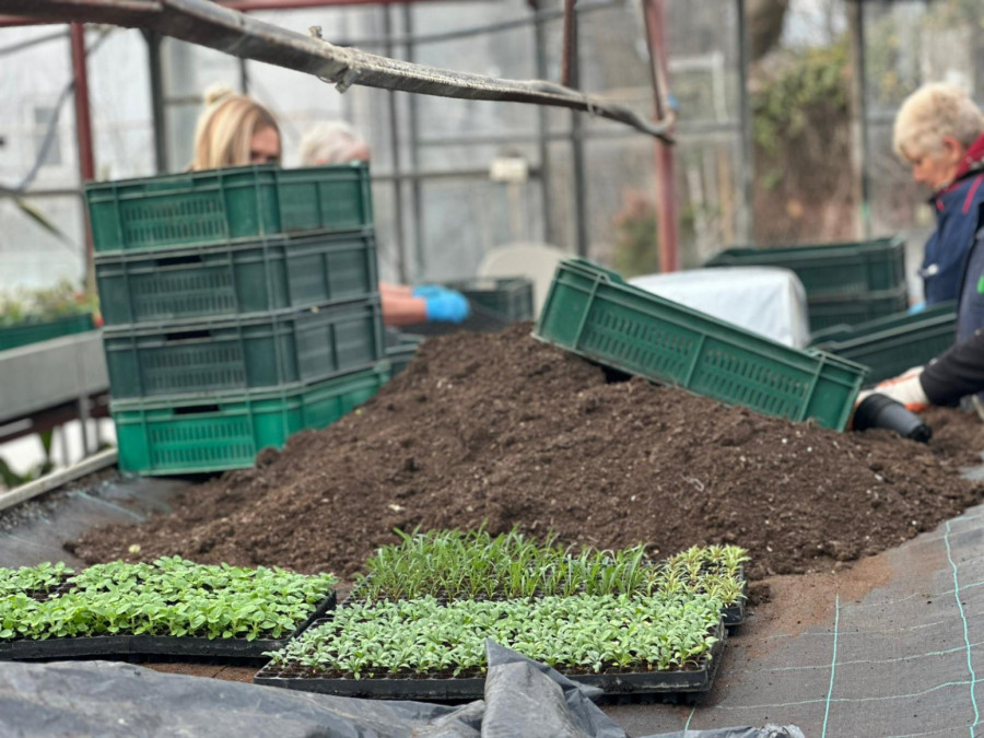 Čačak dočekuje proleće u punom cvatu: Spremaju se sadnice koje će ulepšati grad FOTO