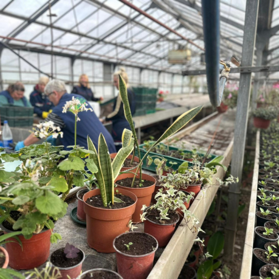 Čačak dočekuje proleće u punom cvatu: Spremaju se sadnice koje će ulepšati grad FOTO