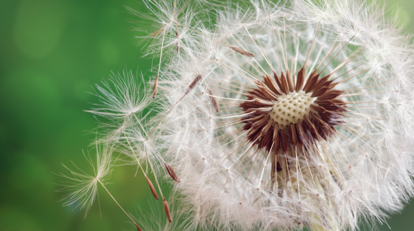 Ima li spasa od alergija: Može li kvantna medicina da pomogne? VIDEO