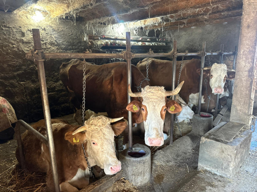 Gerzići iz Viče ostali na dedovini: Obrađuju 60 hektara zemlje, u štalama preko 100 grla stoke FOTO