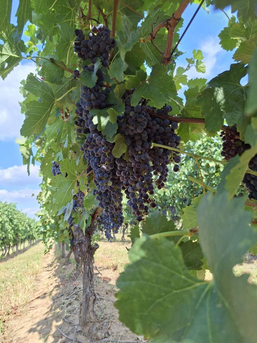 Nekada mirno mesto, danas turistički magnet: Banja u Srbiji očarava tradicijom, a leči brojne bolesti FOTO