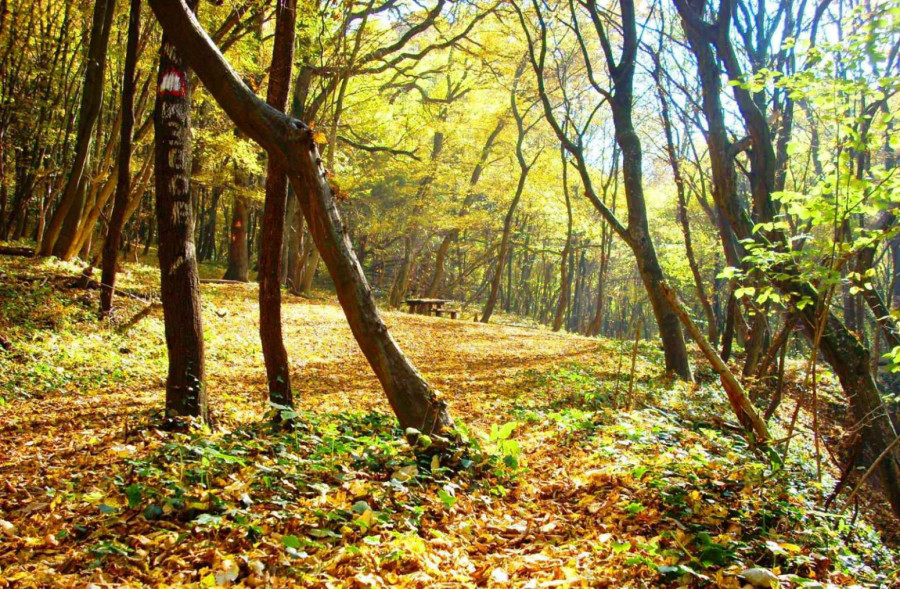 Nekada mirno mesto, danas turistički magnet: Banja u Srbiji očarava tradicijom, a leči brojne bolesti FOTO